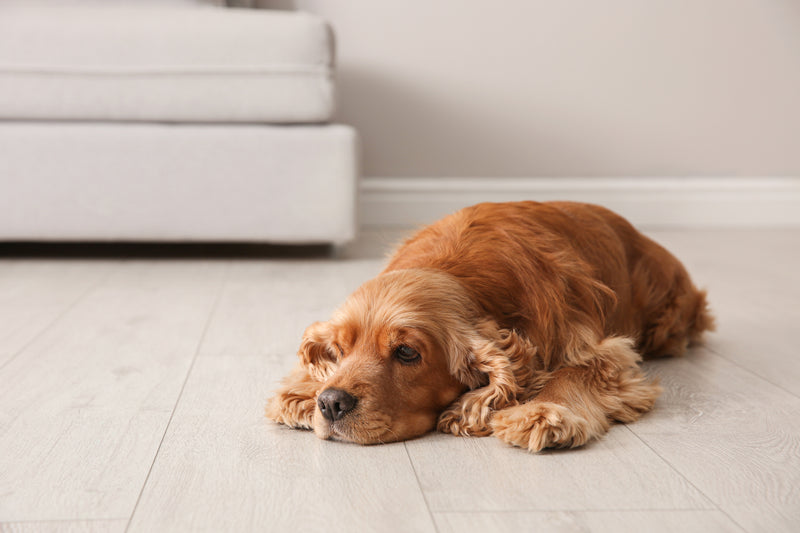 Best Flooring For Dogs: Pet-Friendly Flooring