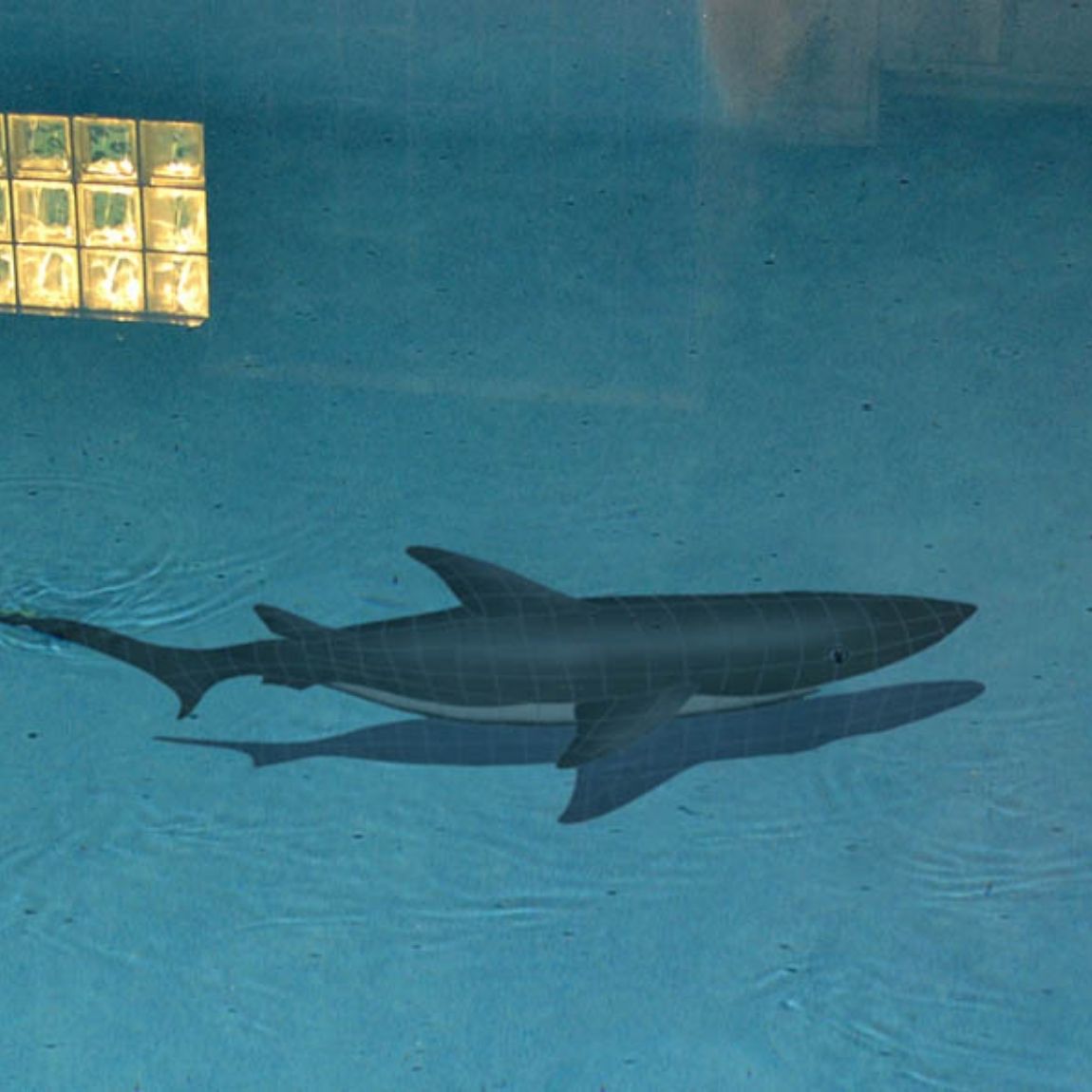 Pool Mosaic Shark With Shadow 24x61