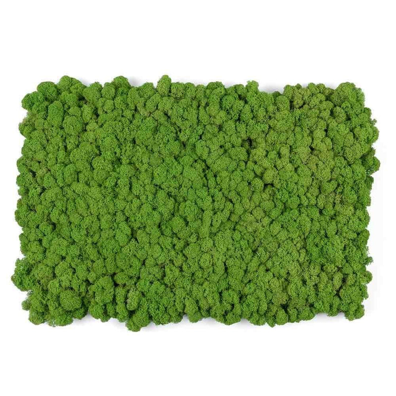 Living Wall Reindeer Moss Tile Green 15 x 23